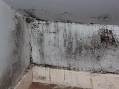 mold on a wall in house